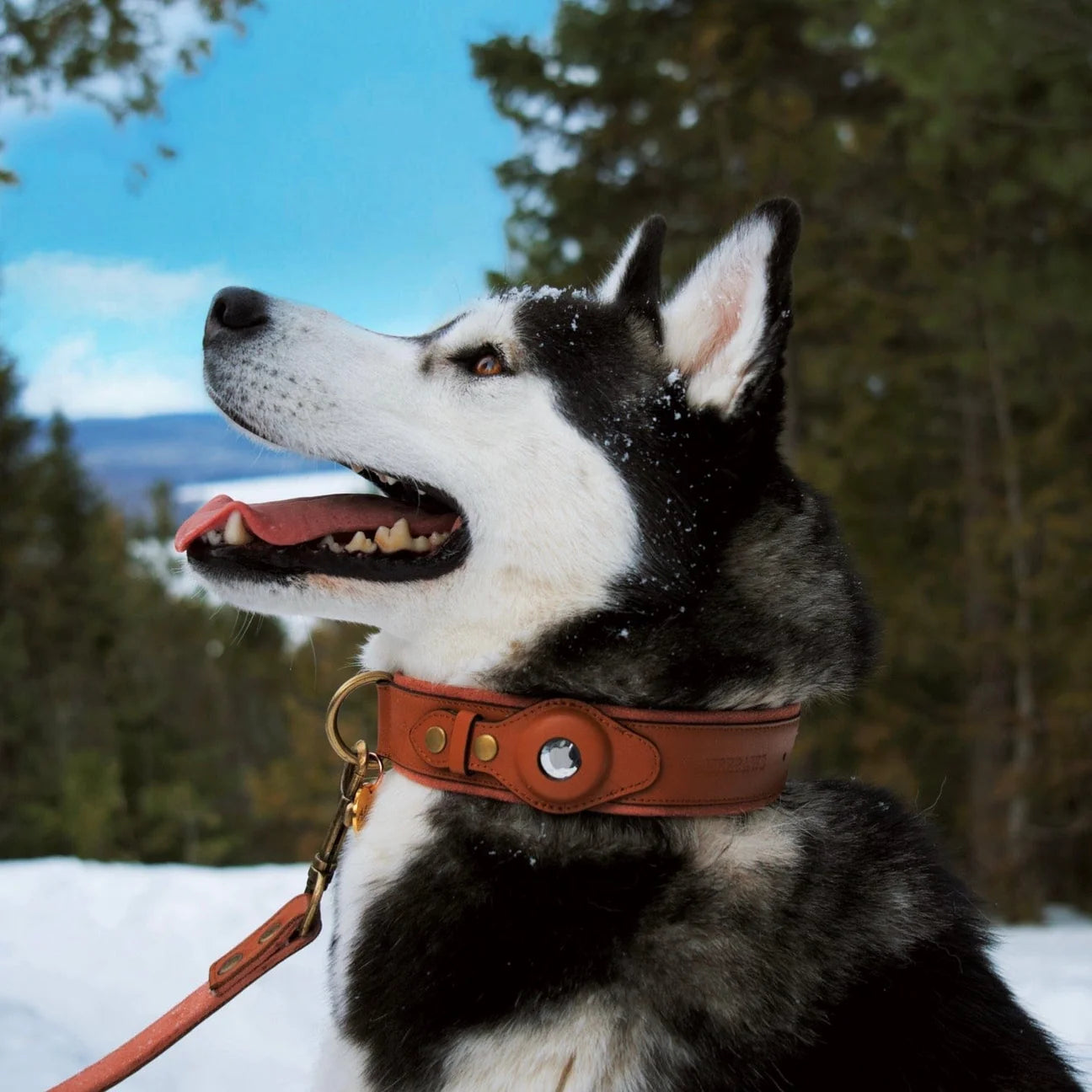 DogPaws® Leather AirTag Collar