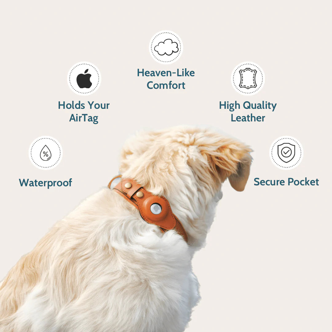DogPaws® Leather AirTag Collar
