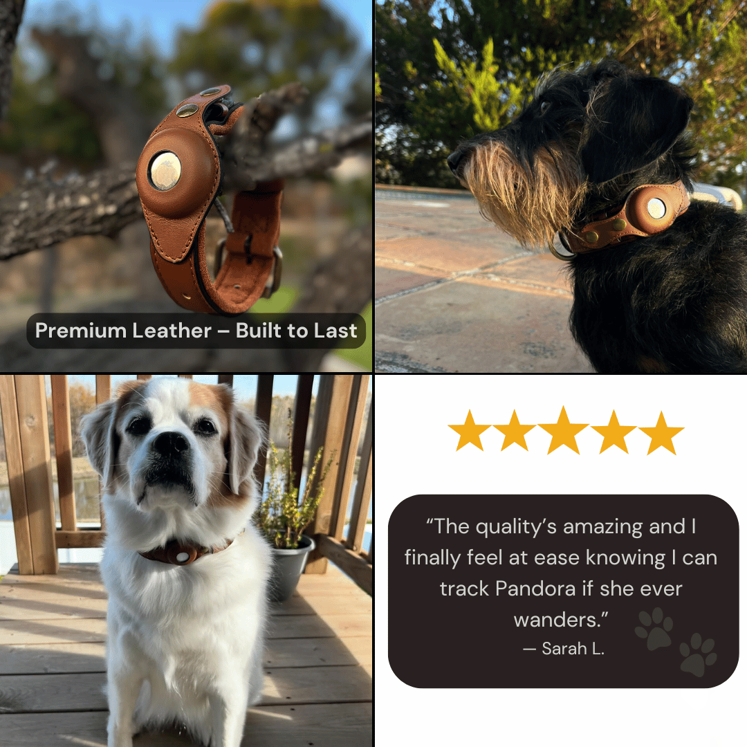 DogPaws® Leather AirTag Collar