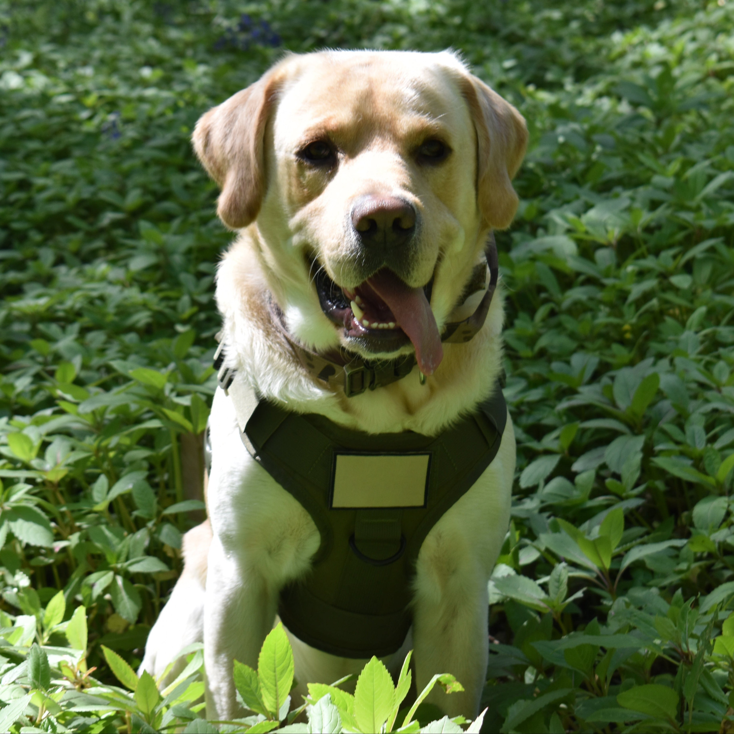 DogPaws® Military-Grade Tactical No-Pull Harness